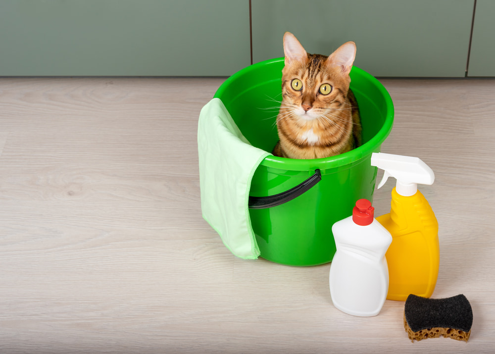 How often should you clean your house with pets